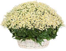 Цветочная композиция из Ромашки в корзине #REPLACE_PRED# Северо-Курильске